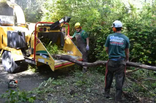 tree services Rifle